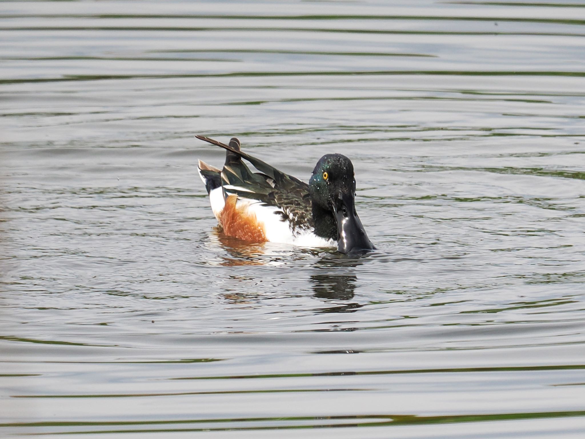 Northern Shoveler