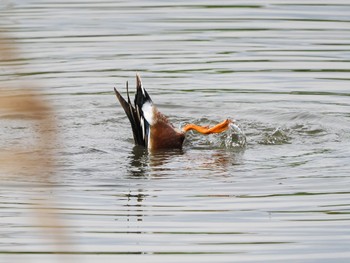 Northern Shoveler Kasai Rinkai Park Thu, 4/11/2024