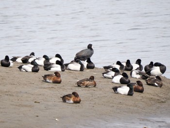 オオバン 葛西臨海公園 2024年4月11日(木)