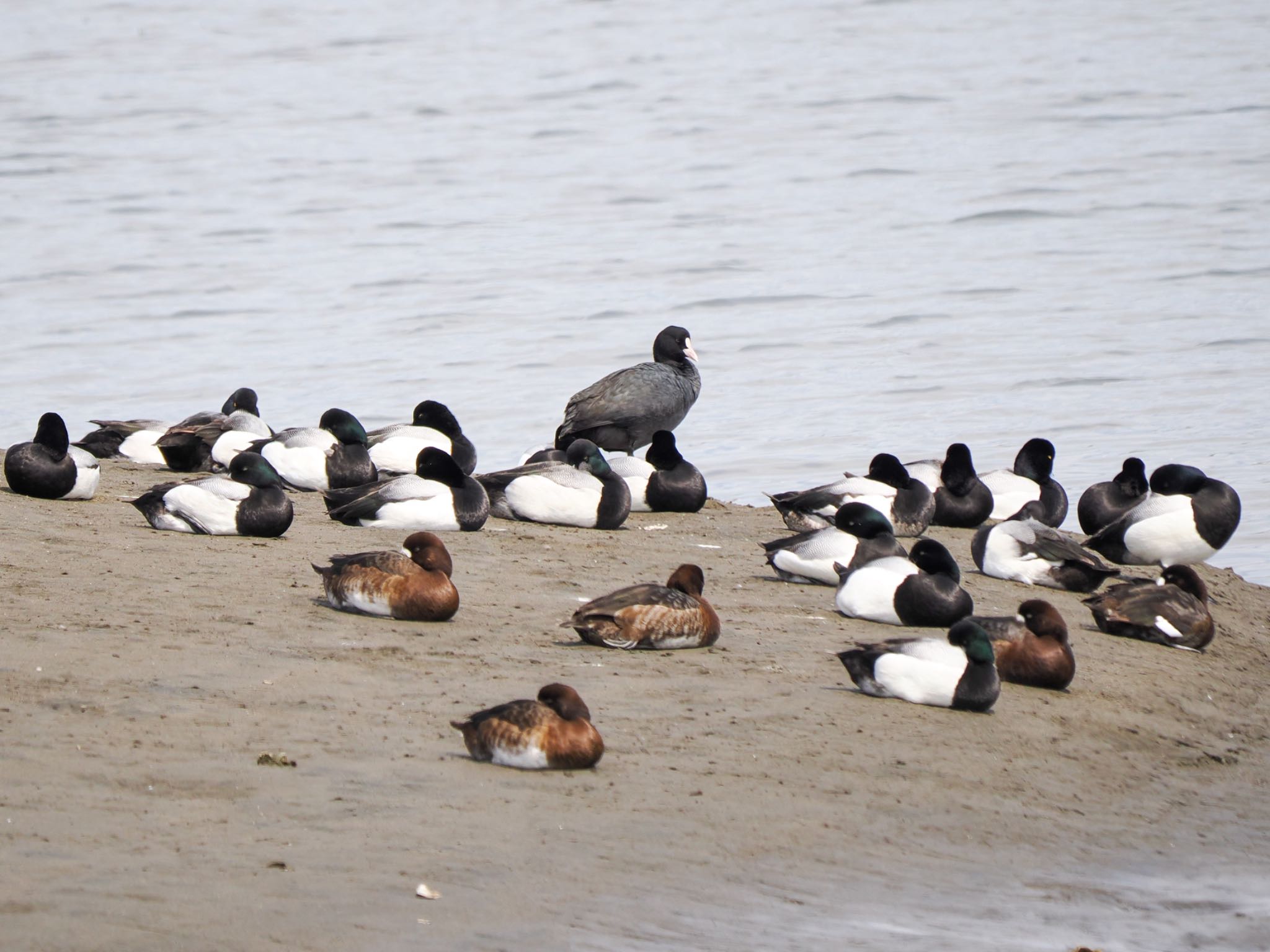 Eurasian Coot