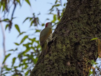 Japanese Green Woodpecker Akigase Park Sun, 4/14/2024