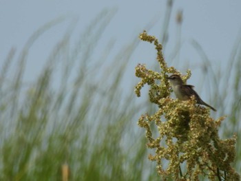 Zitting Cisticola 淀川河川公園 Sun, 4/28/2024