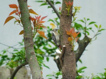 Japanese Pygmy Woodpecker 平和の森公園、妙正寺川 Tue, 4/30/2024