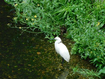 Little Egret 平和の森公園、妙正寺川 Tue, 4/30/2024