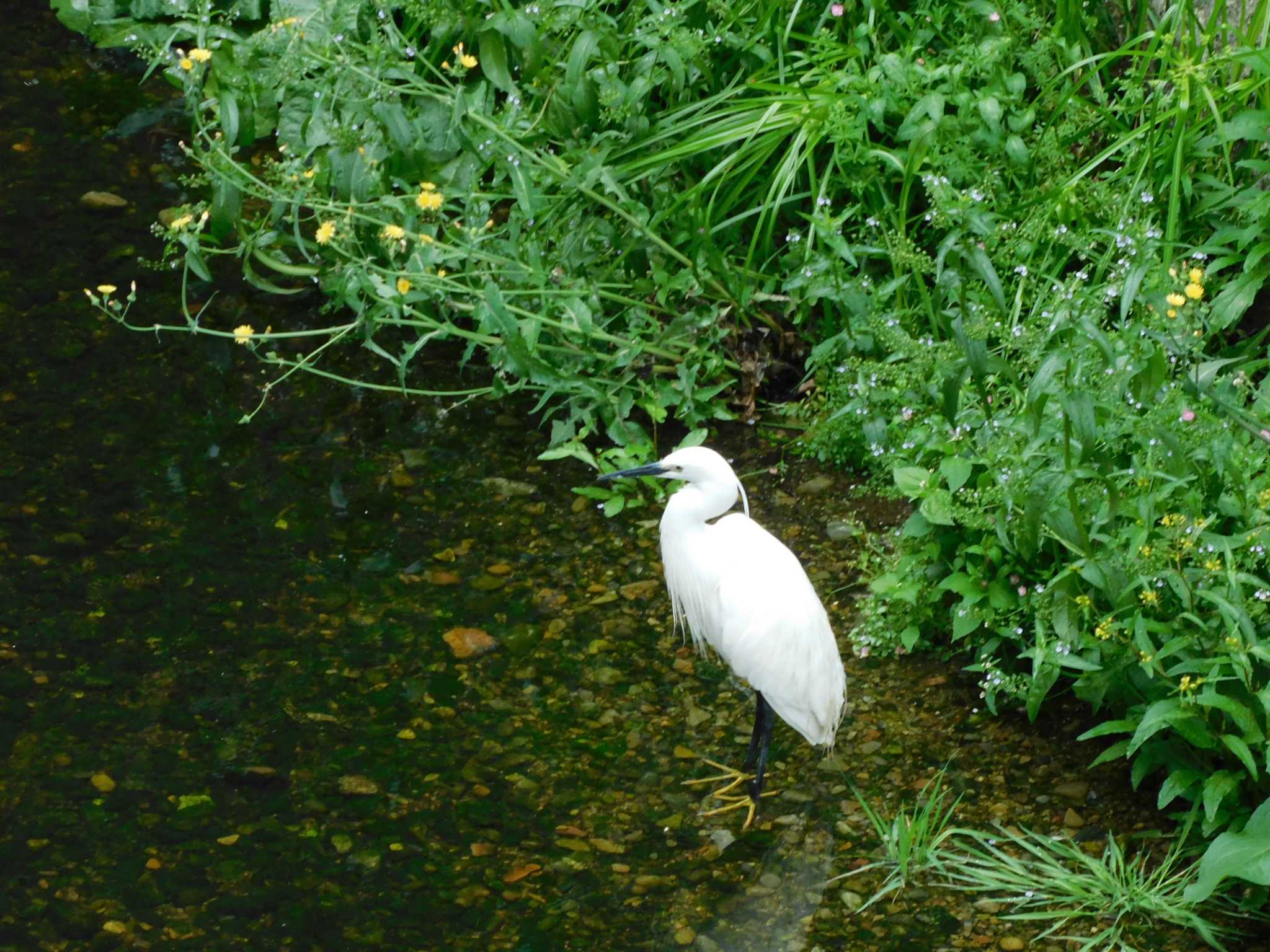 Photo of Little Egret at 平和の森公園、妙正寺川 by morinokotori