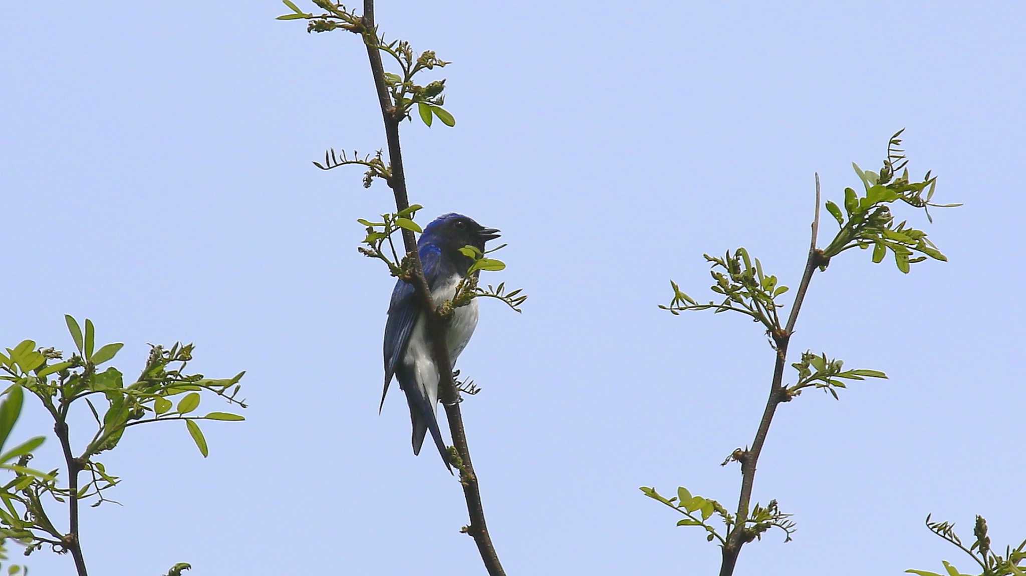 Photo of Blue-and-white Flycatcher at Hayatogawa Forest Road by k honma