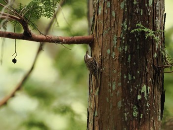 Eurasian Treecreeper 居谷里湿原 Tue, 4/30/2024