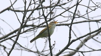 Eastern Crowned Warbler Hayatogawa Forest Road Mon, 4/29/2024