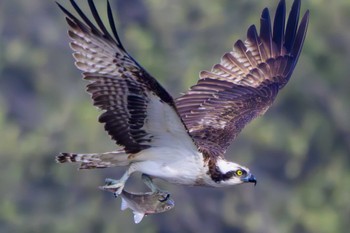 Osprey 愛知県 Sat, 4/6/2024