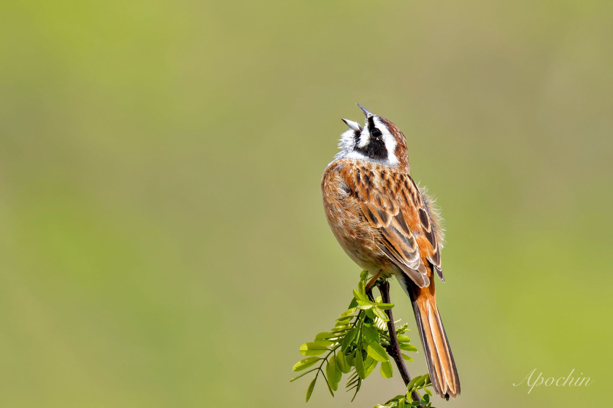 Photo of Meadow Bunting at 北杜市 by アポちん