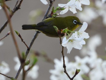 Warbling White-eye 隅田川 Fri, 3/29/2024