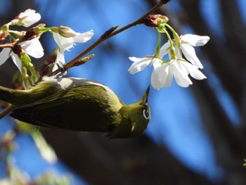 Warbling White-eye 隅田川 Fri, 3/29/2024