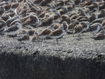 Dunlin Sambanze Tideland Mon, 4/29/2024