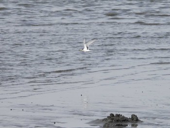 コアジサシ ふなばし三番瀬海浜公園 2024年4月29日(月)