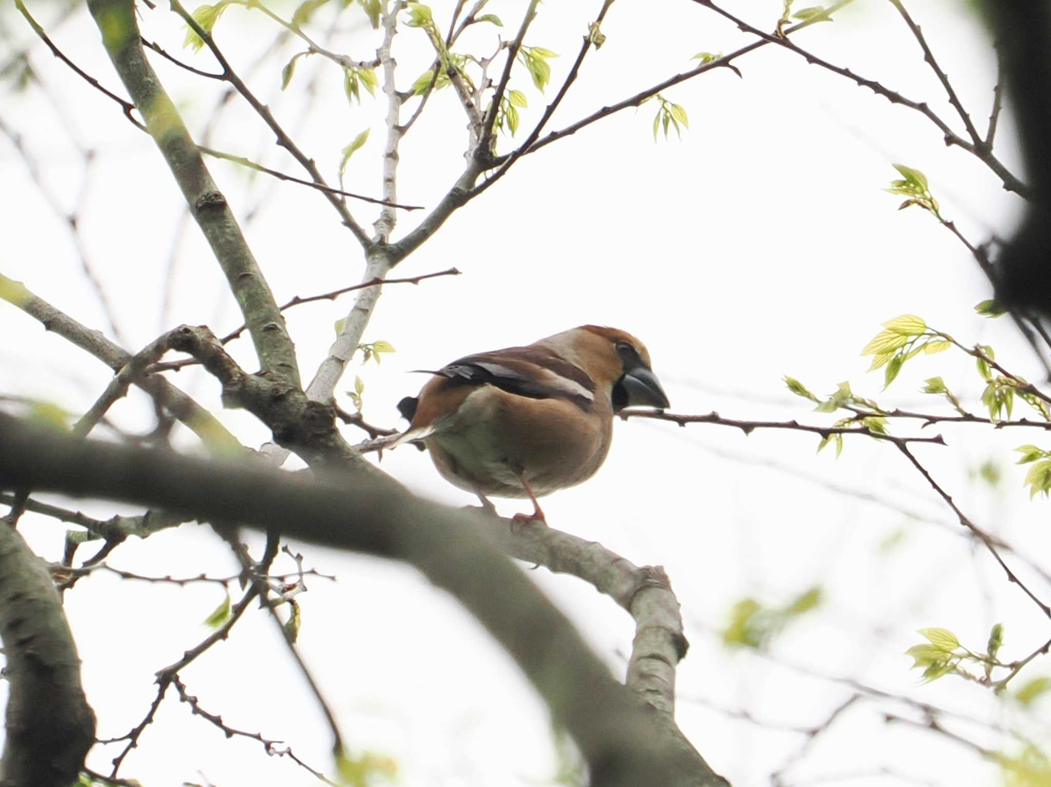 Photo of Hawfinch at 摩耶山 by 摩耶山55