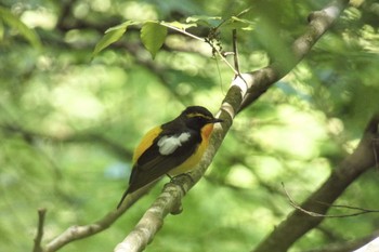 Narcissus Flycatcher Hayatogawa Forest Road Sun, 4/28/2024