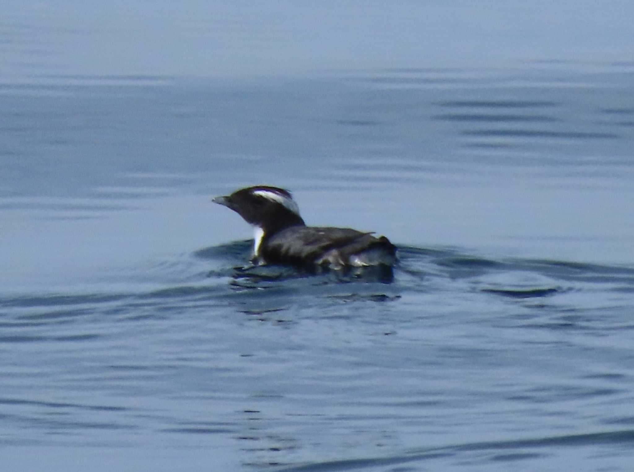 Japanese Murrelet