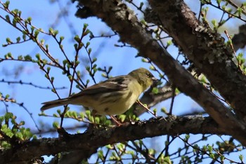 Sun, 4/28/2024 Birding report at Togakushi Forest Botanical Garden