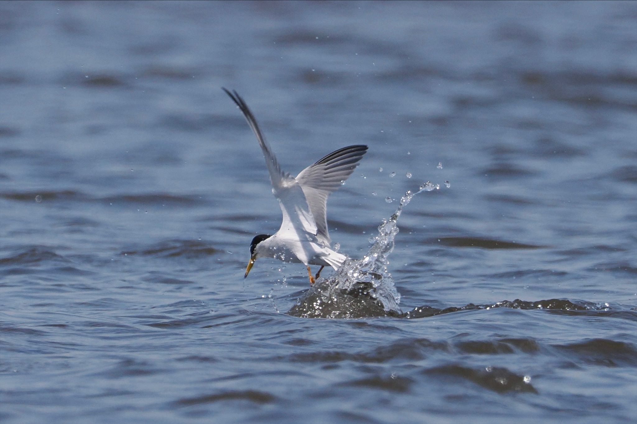 Photo of Little Tern at Sambanze Tideland by とりとり