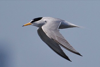 コアジサシ ふなばし三番瀬海浜公園 2024年4月28日(日)