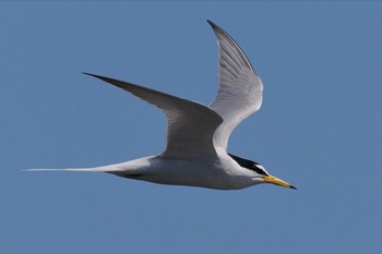 コアジサシ ふなばし三番瀬海浜公園 2024年4月28日(日)