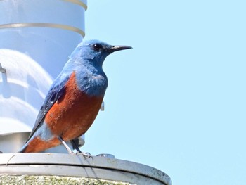 Blue Rock Thrush 布目ダム Sun, 4/28/2024