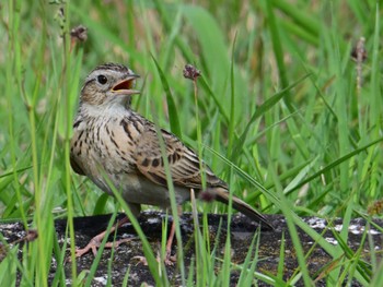 Eurasian Skylark 平城宮跡 Sun, 4/28/2024