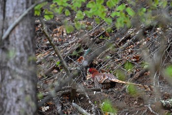 Copper Pheasant 焼山沢真木林道 Mon, 4/29/2024