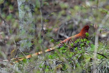 Copper Pheasant 焼山沢真木林道 Mon, 4/29/2024