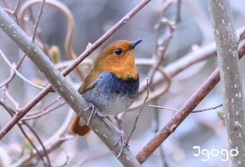 Japanese Robin Yanagisawa Pass Sat, 4/27/2024