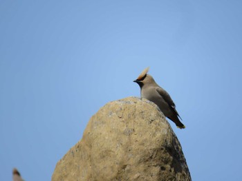 2024年4月29日(月) 至仏山の野鳥観察記録