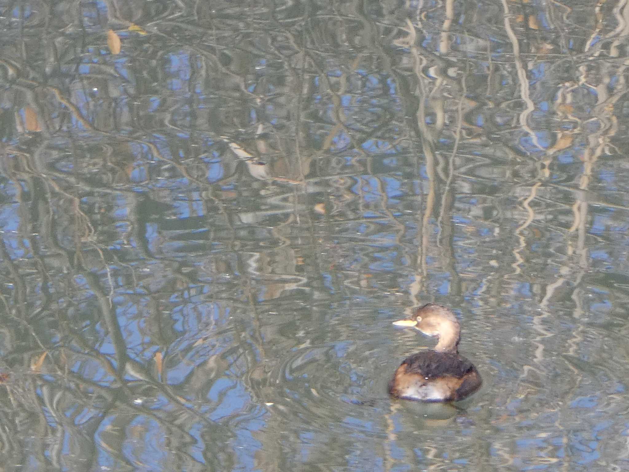 奈良山公園 カイツブリの写真 by Kozakuraband