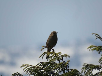 Japanese Accentor 至仏山 Mon, 4/29/2024