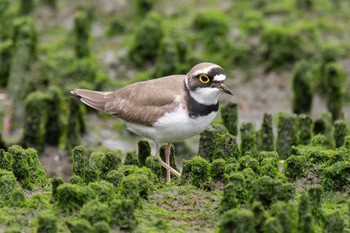 コチドリ 東京港野鳥公園 2024年4月29日(月)