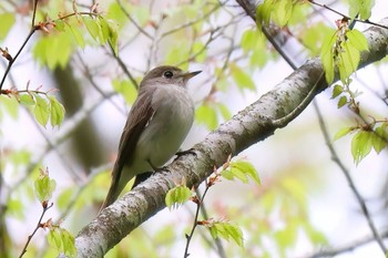 コサメビタキ 丸火自然公園 2024年4月30日(火)