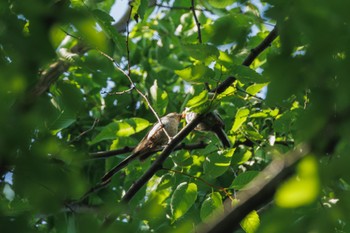 Long-tailed Tit Shakujii Park Sun, 4/28/2024
