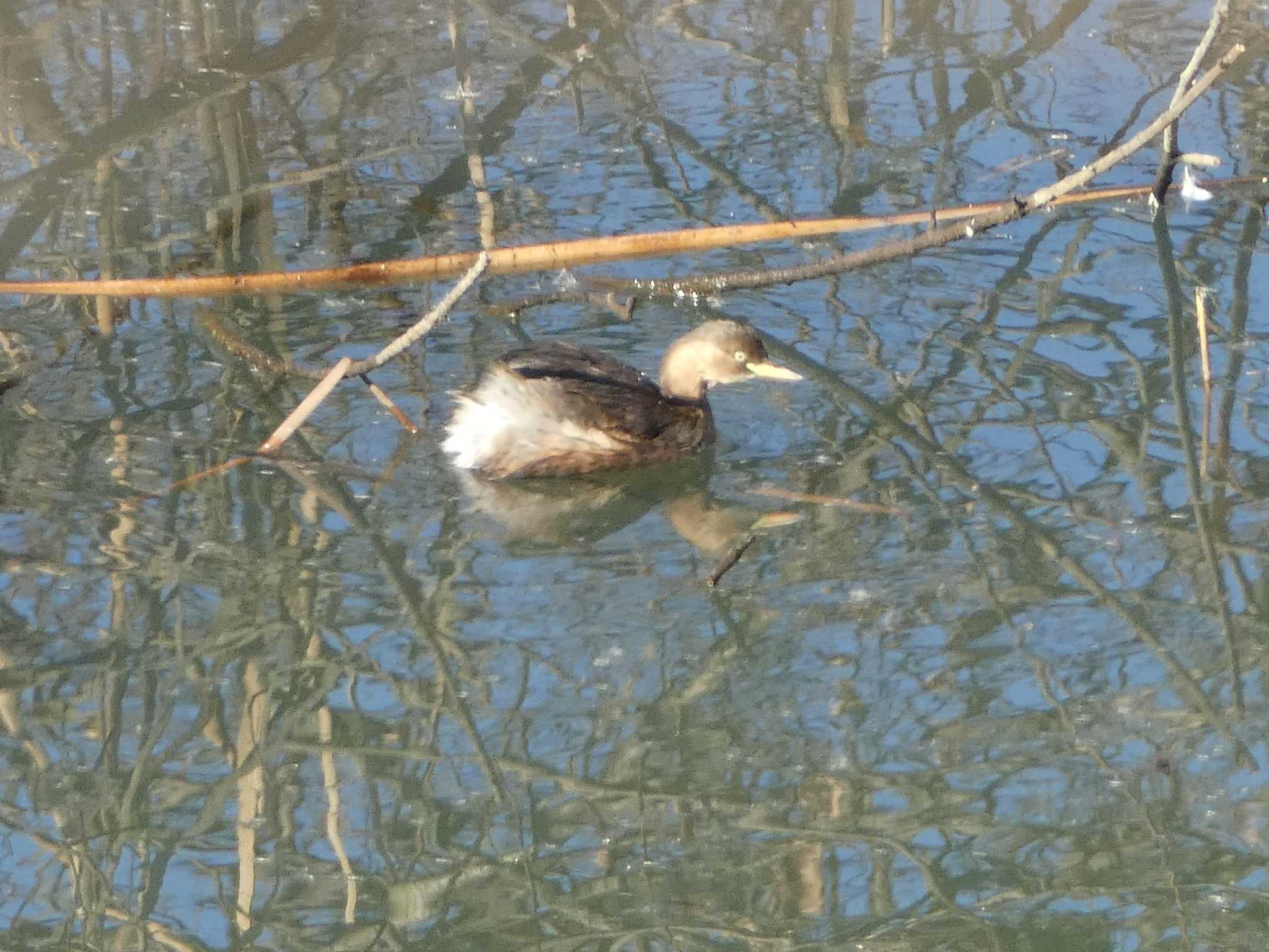 カイツブリ