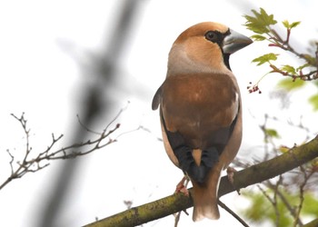 Sun, 4/28/2024 Birding report at 伊香保温泉