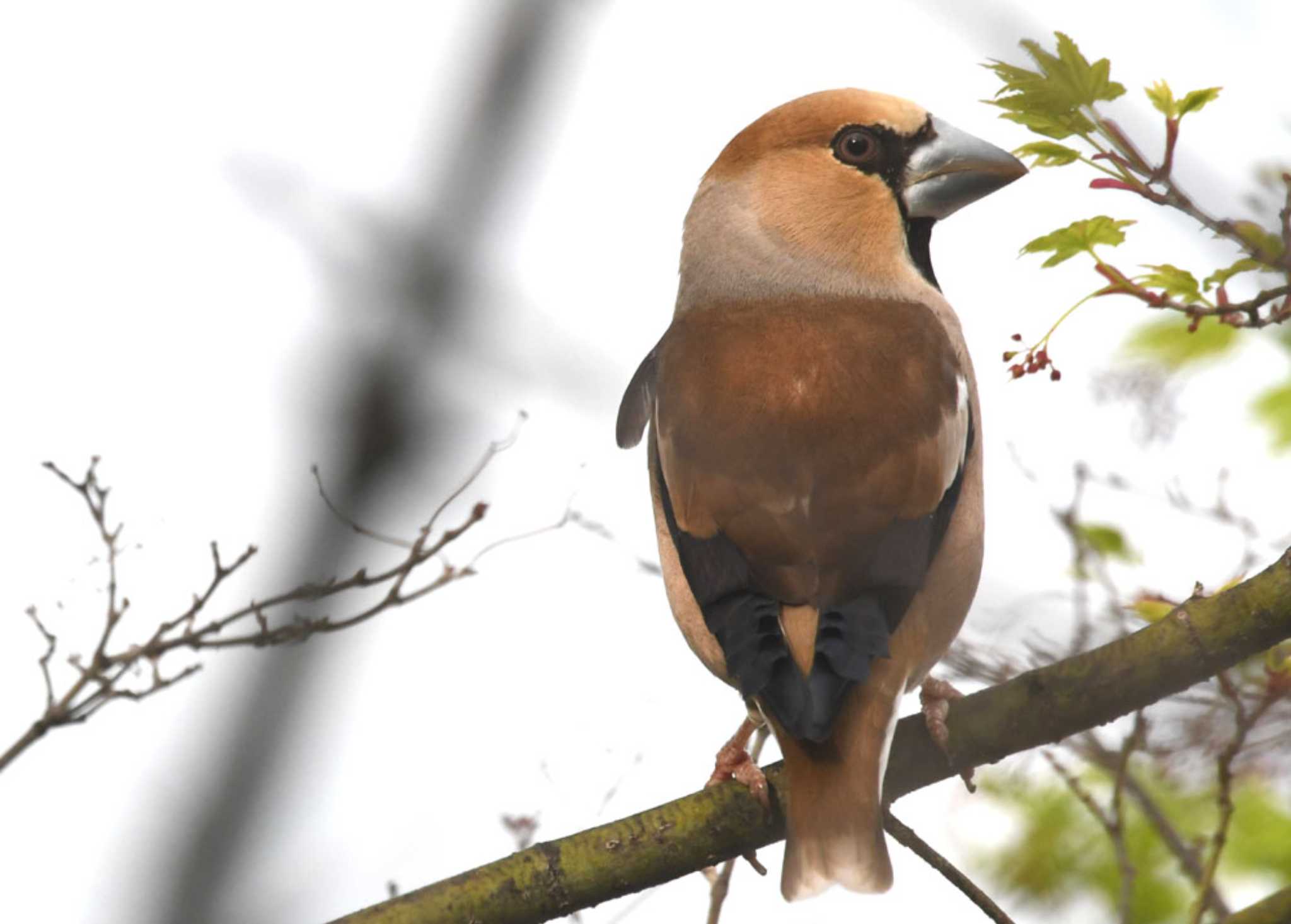 Photo of Hawfinch at 伊香保温泉 by TOM57