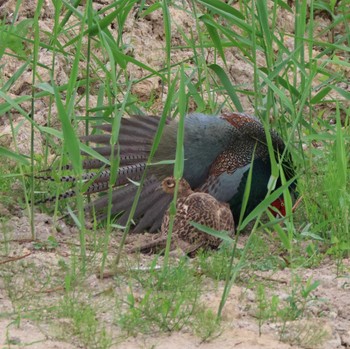 Green Pheasant 勅使池(豊明市) Mon, 4/29/2024