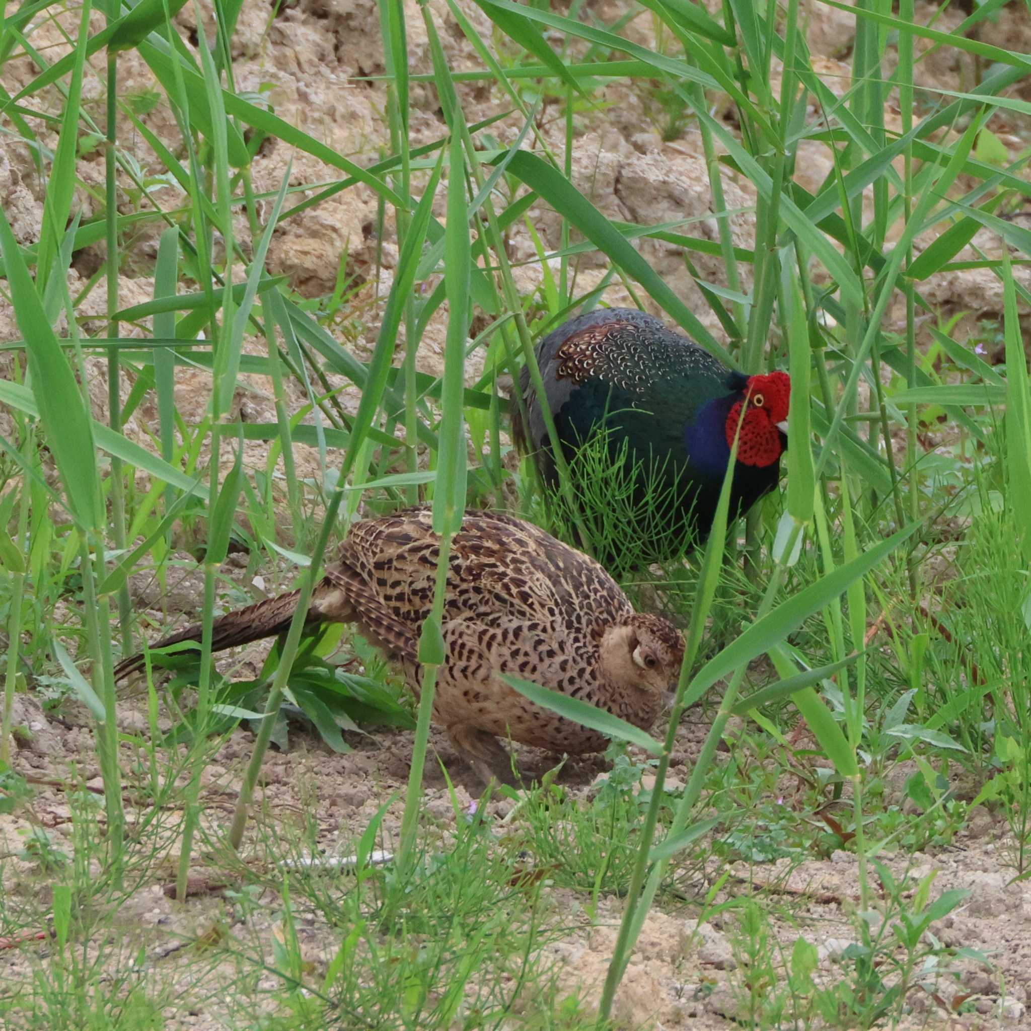 Photo of Green Pheasant at 勅使池(豊明市) by OHモリ