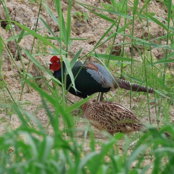 Green Pheasant 勅使池(豊明市) Mon, 4/29/2024