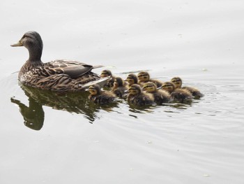 Domestic duck 打上川治水緑地 Sat, 4/20/2024