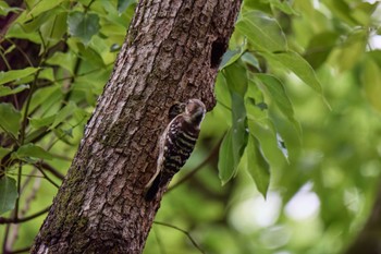 Japanese Pygmy Woodpecker 大阪府 Mon, 4/29/2024