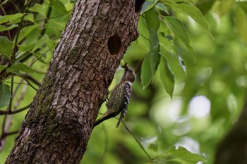 Japanese Pygmy Woodpecker 大阪府 Mon, 4/29/2024