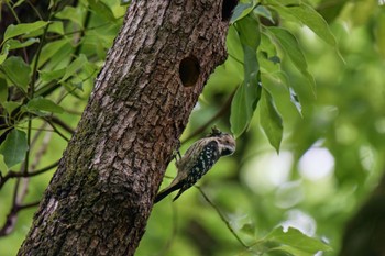 Japanese Pygmy Woodpecker 大阪府 Mon, 4/29/2024