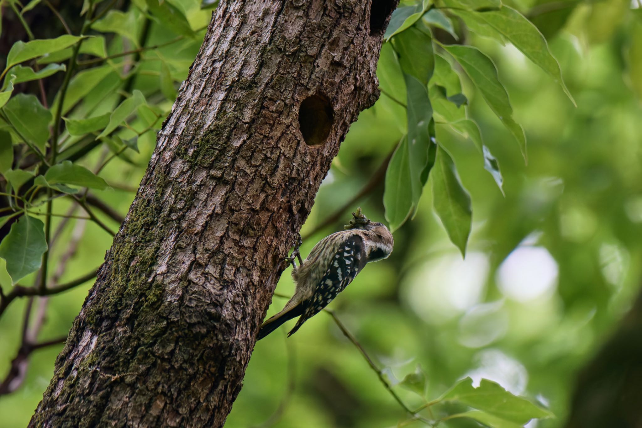 Photo of Japanese Pygmy Woodpecker at 大阪府 by 明石のおやじ