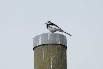 White Wagtail(leucopsis) 茨城県ひたちなか市 Sun, 4/21/2024