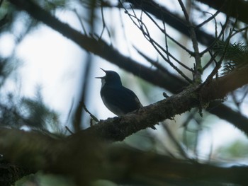 2024年4月30日(火) 水ヶ塚公園の野鳥観察記録