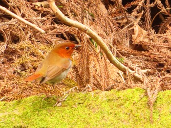 Japanese Robin 日向渓谷 Sat, 4/20/2024